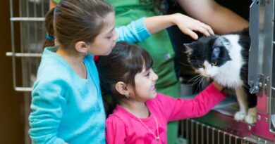 Evento de adoção de cães e gatos acontece neste sábado em supermercado de Campina Grande