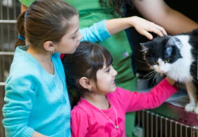 Evento de adoção de cães e gatos acontece neste sábado em supermercado de Campina Grande